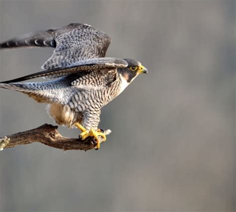 Faune Et Flore Du Jura Animaux Sauvages Jura Tourisme