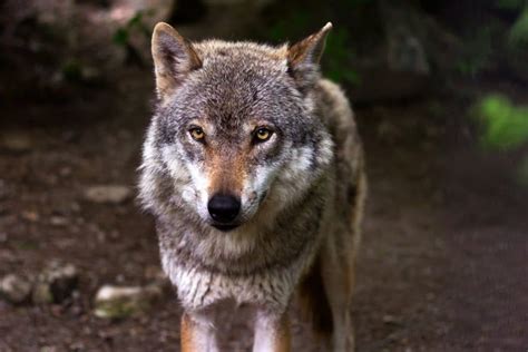 Why Do Wolves Have Yellow Eyes? – Fauna Facts