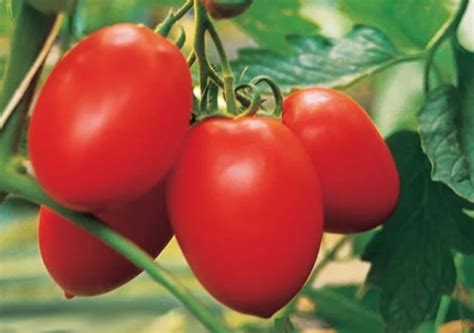 Ранние сорта томатов для открытого грунта: ультраскороспелые ...