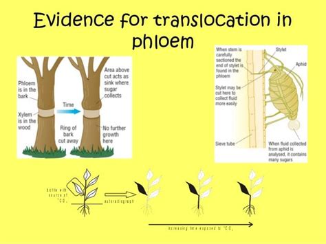 Transport in plants 7 translocation of assimilates