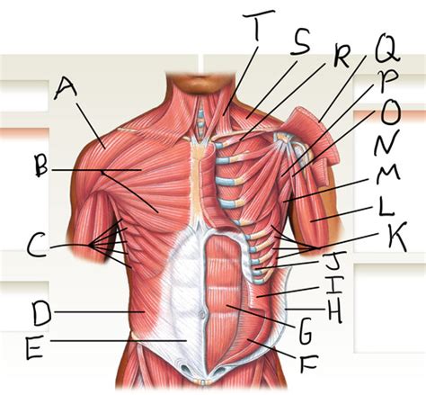 Biol Unit Chapter Muscles Of The Torso Anterior Flashcards