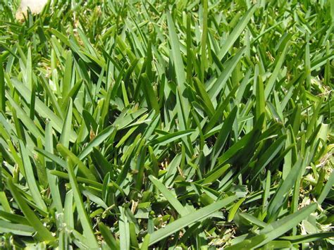 Lawn Care Calendar For Warm Season Grass Lawncare