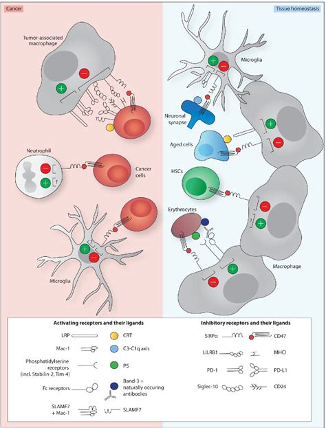 The Cd47 Sirpα Immune Checkpoint Semantic Scholar