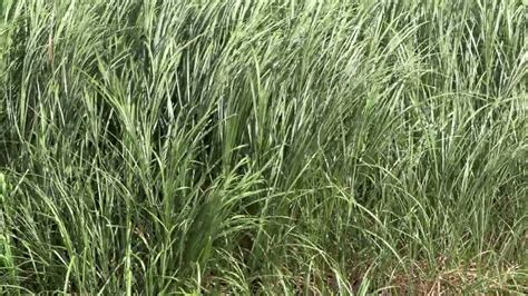 Zoom On Tall Green Grass Swept By A Strong Wind Stock Footage 4k Uhd 50