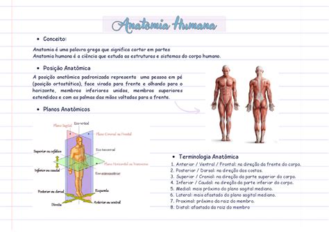 Resumo De Anatomia Humana Resumos Anatomia