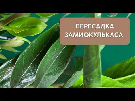 Пересадка замиокулькаса - YouTube