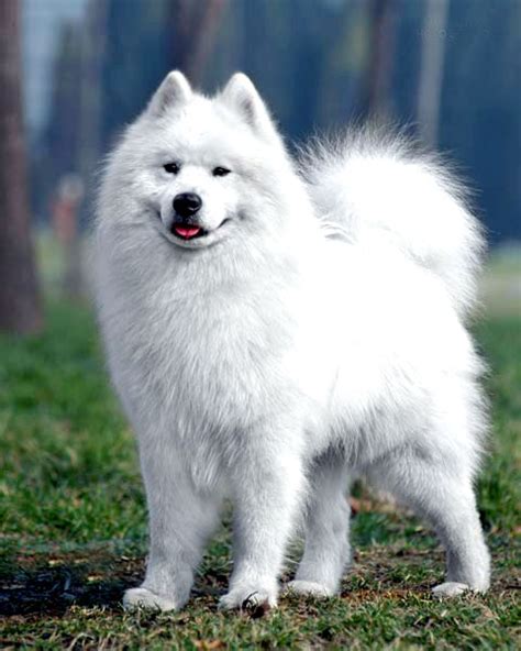 Cute Samoyed Puppies Photos | Cute Puppy Images Pictures