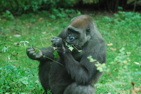 Gorilla Snacking on Young Leaves Stock Photo - Image of safari ...