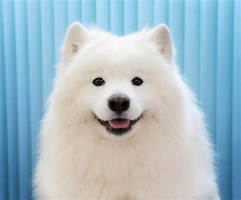 Samoyed Dog Breed: Characteristics, Care & Photos | BeChewy