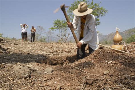 La Sequía En El Corredor Seco De Centroamérica Empeora Alerta La Fao Acento