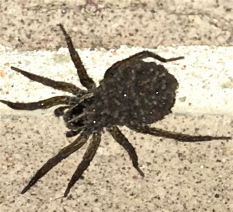 Unidentified Spider In Benton Arkansas United States