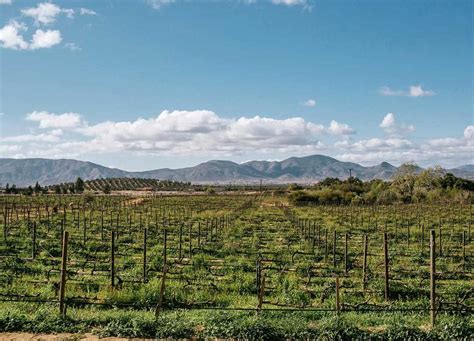 Cu Les Son Los Mejores Vi Edos Del Valle De Guadalupe Club Valle De