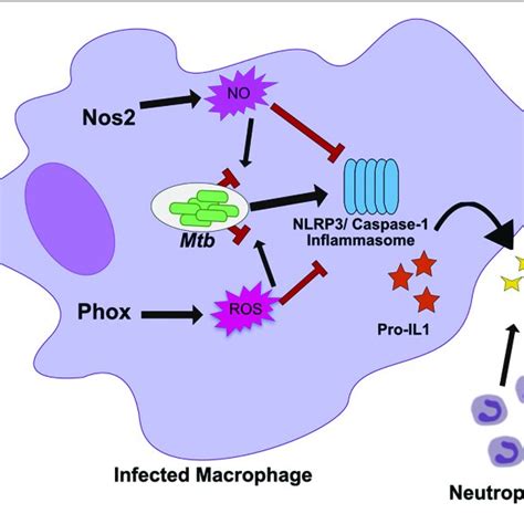 Host Metabolic Networks Modulate Tolerance To Mtb Infections