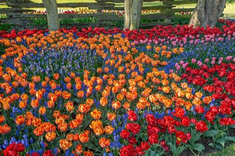 Tulip Festival At Roozengaarde Tad Gielow Photography