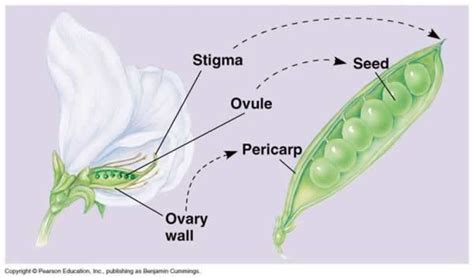 Wildflower Fruits: Diversity of Dispersal | Teton Plants