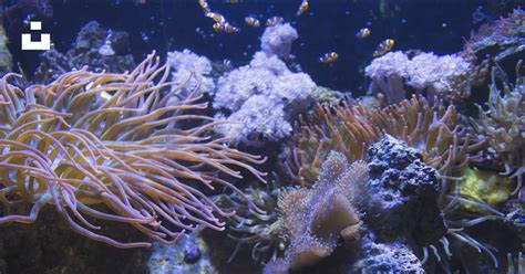 anemone  sea anemones   aquarium photo  spagna image