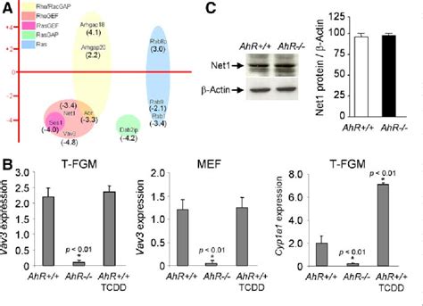 Figure 8 From The Dioxin Receptor Regulates The Constitutive Expression