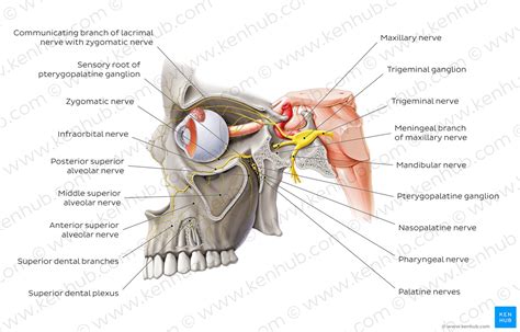 Diagram / Pictures: Maxillary nerve (Anatomy) | Kenhub