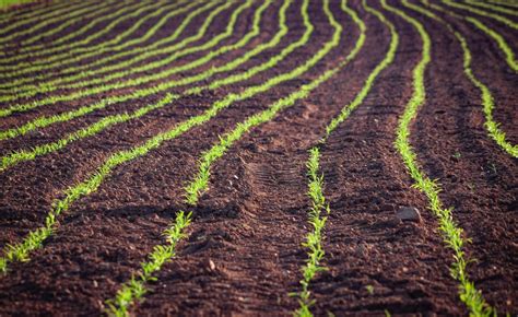 Ventajas Y Desventajas De La Agricultura Organica Proscont