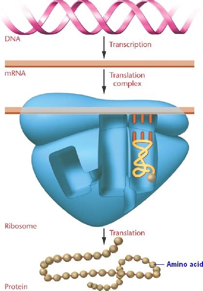 gene_expression.html 01_09-gene_expression.jpg