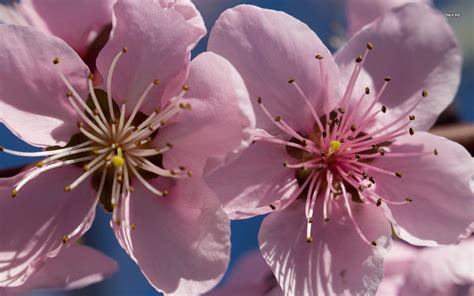 🔥 [50+] Peach Blossom Wallpapers | WallpaperSafari