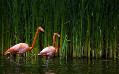 Bakgrundsbilder F Glar Natur Vilda Djur Och V Xter Vass Flamingos