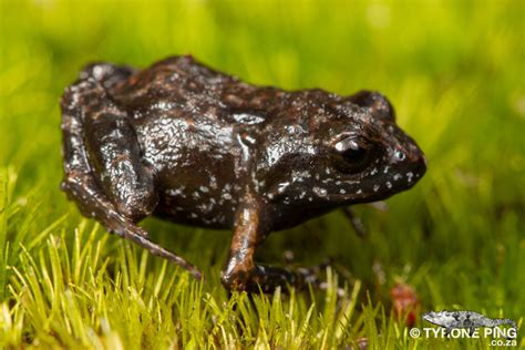 Arthroleptella Drewesii Drewes Moss Frog