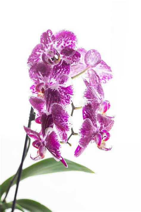 Purple Orchid Flowers And Green Leaves Isolated On White Background