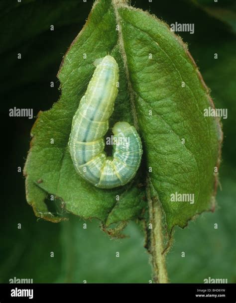 Polilla En Hoja Verde Fotograf As E Im Genes De Alta Resoluci N Alamy