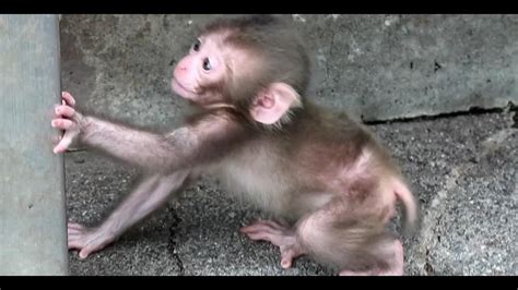 Baby Monkey Playing Happily Youtube