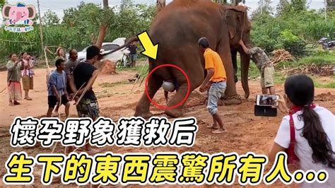 男人救下懷孕野象，當看到牠生下的東西後，所有人都驚呆了 動物 生產 大象 Youtube