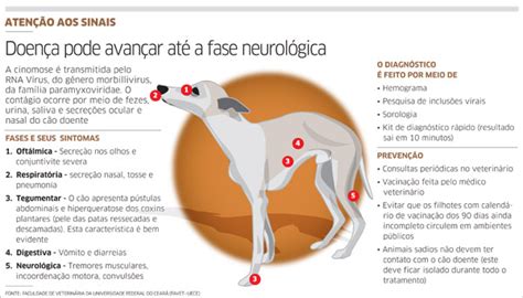 Quanto Tempo Dura A Fase Neurologica Da Cinomose - Saiba tudo sobre a cinomose em cães - Fisioanimal