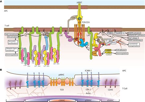 Schematic Structure Of The Tcr Signaling Assembly And Immunological