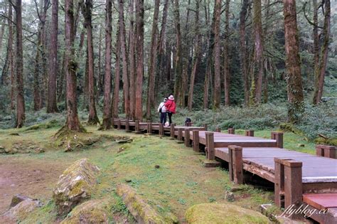 嘉義景點｜阿里山森林遊樂區，2023阿里山櫻花季起跑！阿里山一日遊，搭乘森林小火車，交通路線一次看 飛天璇的口袋