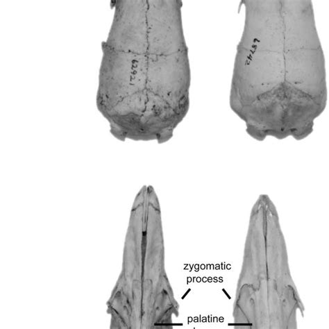 Dorsal And Ventral Views Of Skulls Of A Manis Culionensis FMNH