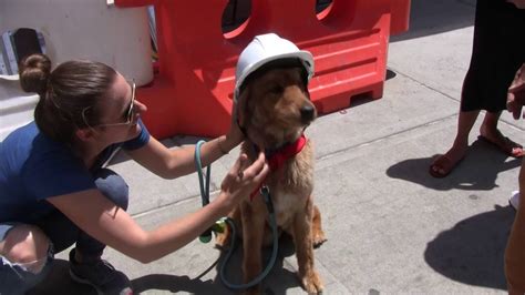 Nyc Animal Shelter Moves To A Beautiful New Facility Youtube