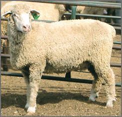 Columbia Sheep | Canadian Co-operative Wool Growers Limited