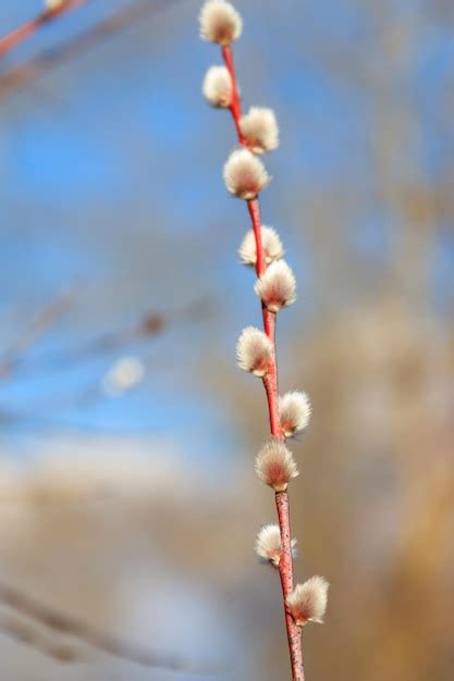 Premium Photo Pussy Willow Branch At Early Spring