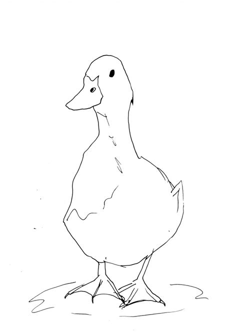 Duck Sketch – Diane Antone Studio