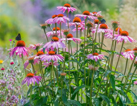 Late Blooming Shrubs And Perennials To Fall For Figaro S Garden