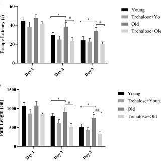 The Effects Of Aging And Trehalose Consumption On Spatial Learning In