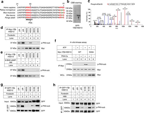 Pka Phosphorylates 17β Hsd13 At Serine 33 Residue A The N Terminal