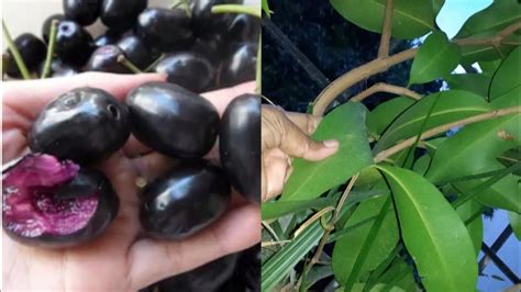 How To Grow Jamun Black Plum Plant Java Plum Syzygium Cumini Youtube