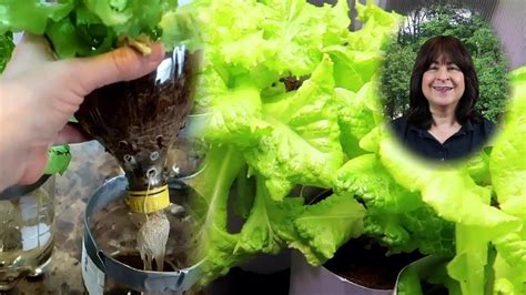 Easy Hydroponic Lettuce Using The Kratky Method And Soda Bottles Youtube