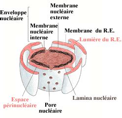 Mecanisme Moleculaire Du Transport Nucleaire