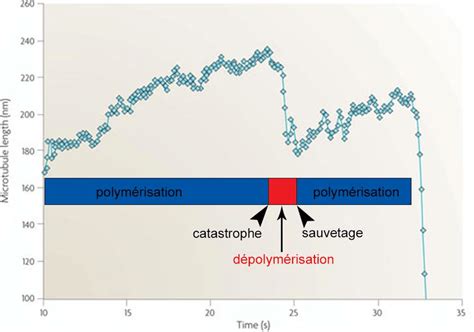 Vitesse De Polym Risation Des Mt Histogramme Repr Sentant La Taille Des