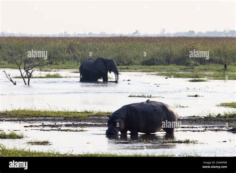 Animaux sauvages dans une scène de paysage d Okavango hippopotame et