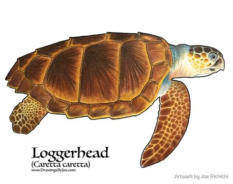 "Loggerhead Sea Turtle" by Joe Richichi | Redbubble