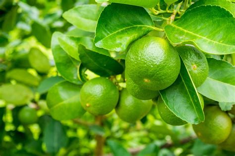 Lime Tree Growing Problems And What To Do About Them