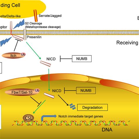 Pdf Targeting Notch Degradation System Provides Promise For Breast